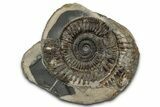 Jurassic Ammonite (Dactylioceras) Fossil - England #351300-1